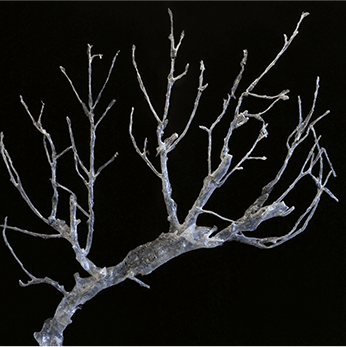 木の枝のオブジェ「木の抜け殻」の写真